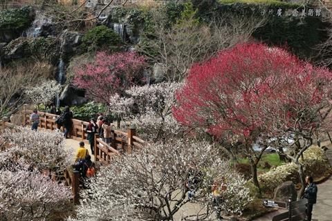 熱海梅園(例年の見頃1月中旬〜3月上旬)
